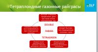 Газонная трава  DLF Trifolium THE ONE (ФОРМУЛА 1) 1 кг