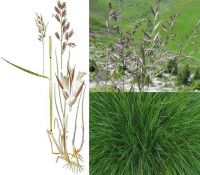 ОВСЯНИЦА красная DLF Trifolium 1 кг