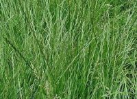 РАЙГРАС МНОГОЛЕТНИЙ DLF Trifolium 25 кг