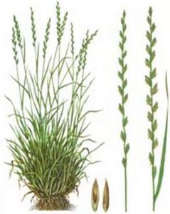 РАЙГРАС МНОГОЛЕТНИЙ DLF Trifolium 1 кг ― PanGospodar