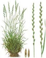 РАЙГРАС МНОГОЛЕТНИЙ DLF Trifolium 1 кг