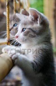 Инфракрасный пленочный обогреватель Трио Котята ― PanGospodar