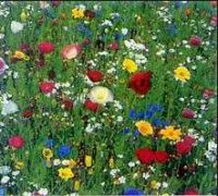 МАВРИТАНСКИЙ ГАЗОН 50 г