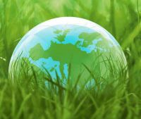 Газонная трава DLF Trifolium Champion (Чемпион) 20 кг